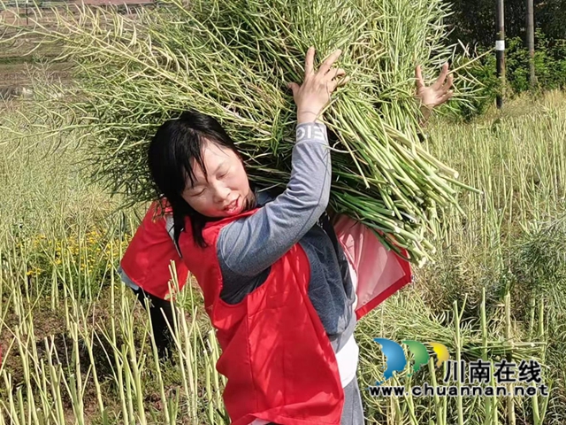 泸县百和镇军大丘村：义务劳动为集体，助力春耕收菜籽(图3)