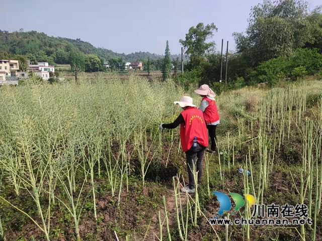 泸县百和镇军大丘村：义务劳动为集体，助力春耕收菜籽(图4)