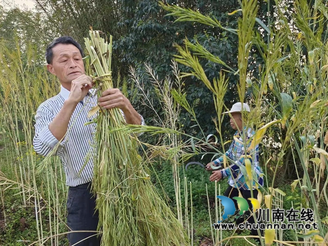 泸县百和镇军大丘村：义务劳动为集体，助力春耕收菜籽(图5)