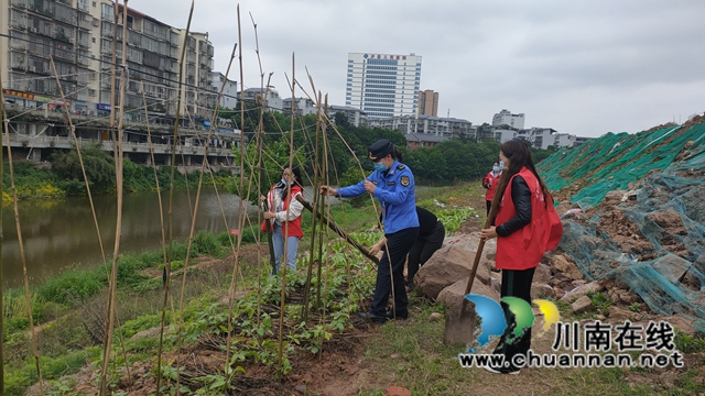 泸县城市管理行政执法大队：整治违规种植，恢复河岸自然生态(图1)