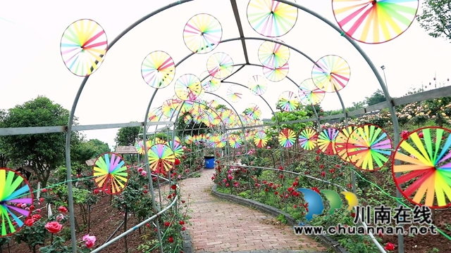 合江笔架山：城市后花园，玫瑰花盛开(图5)