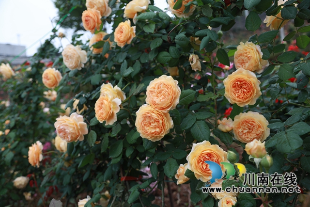 合江笔架山：城市后花园，玫瑰花盛开(图10)