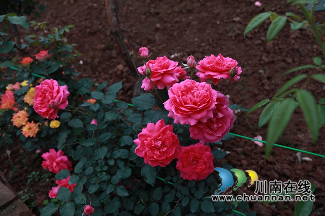 合江笔架山：城市后花园，玫瑰花盛开(图12)