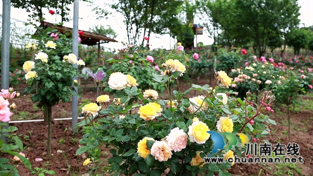 合江笔架山：城市后花园，玫瑰花盛开(图1)