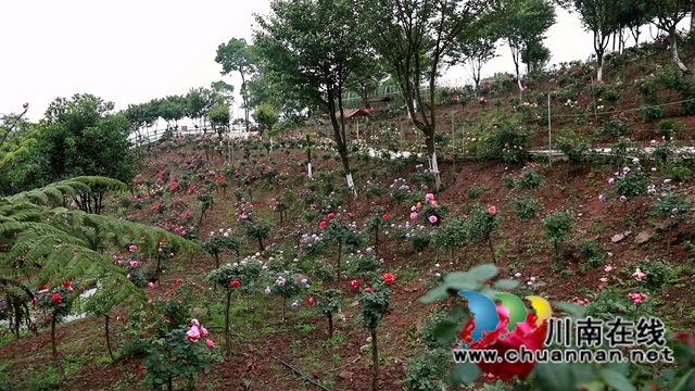 合江笔架山：城市后花园，玫瑰花盛开(图2)