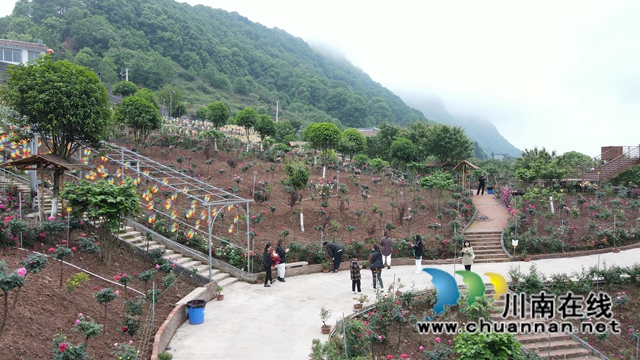 合江笔架山：城市后花园，玫瑰花盛开(图14)
