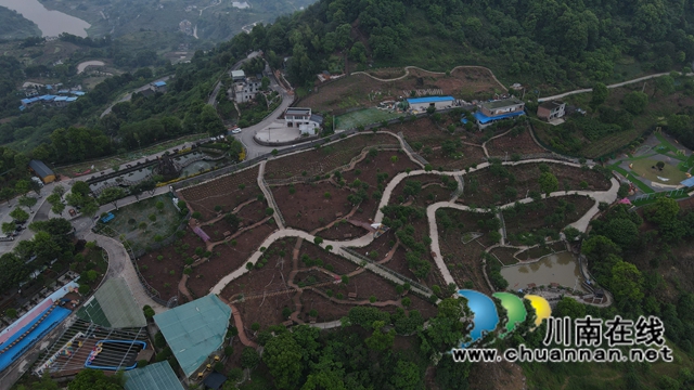 合江笔架山：城市后花园，玫瑰花盛开(图13)