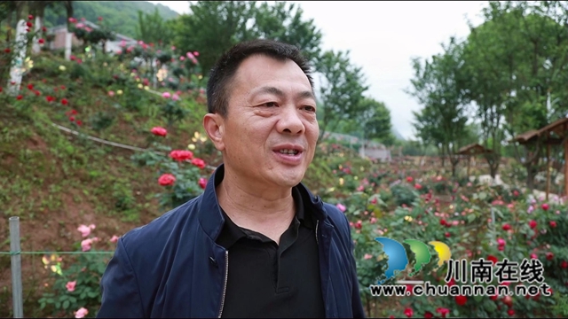 合江笔架山：城市后花园，玫瑰花盛开(图15)