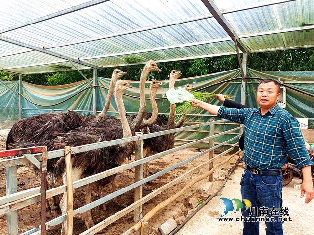 纳溪：建筑老板回乡打造“鸵鸟第一村”(图1)