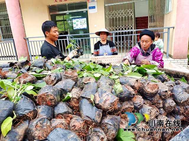 叙永观兴镇：真帮实扶，脱贫村走上循环种养奔康路(图1)