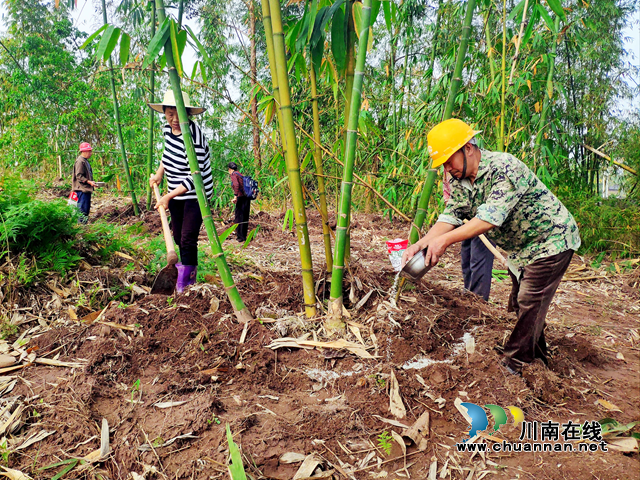 宜宾南溪区长兴镇:盘活竹资源,做好竹文章(图2) 宜宾南溪区长兴镇:盘活竹资源,做好竹文章(图2)