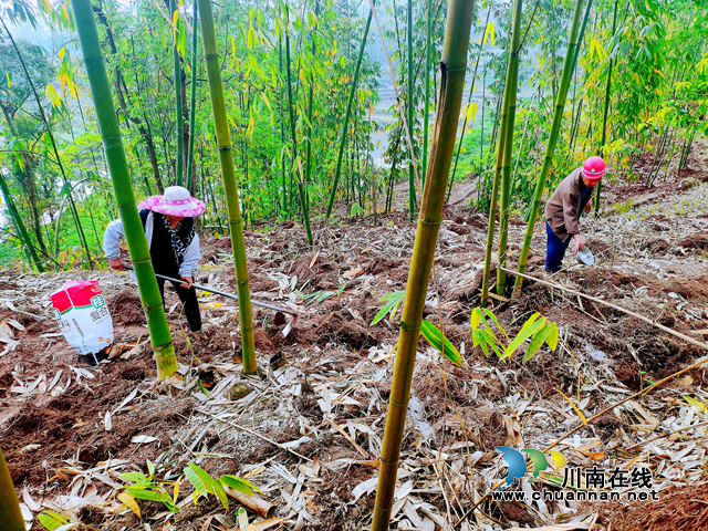 宜宾南溪区长兴镇:盘活竹资源,做好竹文章(图3) 宜宾南溪区长兴镇:盘活竹资源,做好竹文章(图3)