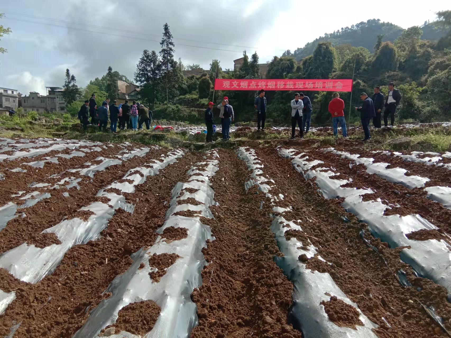 古蔺县观文镇：正是好时节，烤烟移栽当抓紧(图4)