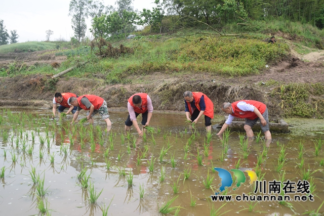 泸县天兴镇：乡贤助农插秧促春耕(图2)