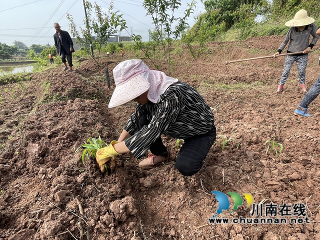 泸县云龙镇:乡贤助力粮油稳产增产(图1) 泸县云龙镇:乡贤助力粮油稳产增产(图1)