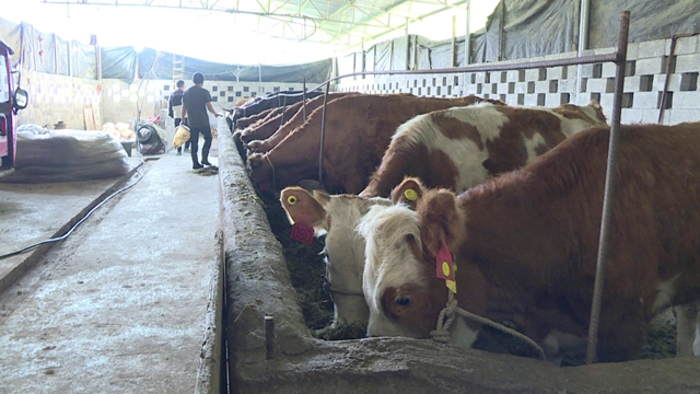 值得推广!宜宾有家“母牛银行”,1户农民可贷5头母牛!(图1) 值得推广!宜宾有家“母牛银行”,1户农民可贷5头母牛!(图1)