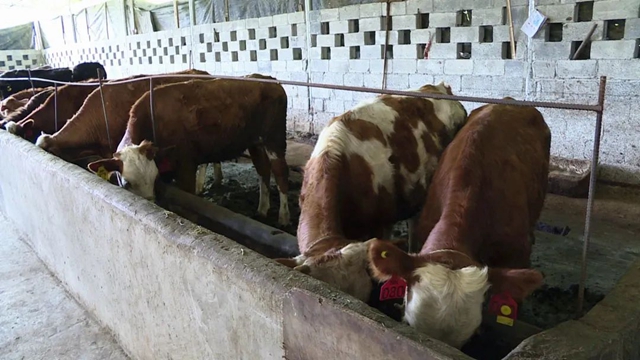 值得推广!宜宾有家“母牛银行”,1户农民可贷5头母牛!(图2) 值得推广!宜宾有家“母牛银行”,1户农民可贷5头母牛!(图2)