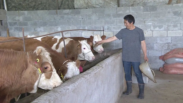 值得推广!宜宾有家“母牛银行”,1户农民可贷5头母牛!(图3) 值得推广!宜宾有家“母牛银行”,1户农民可贷5头母牛!(图3)