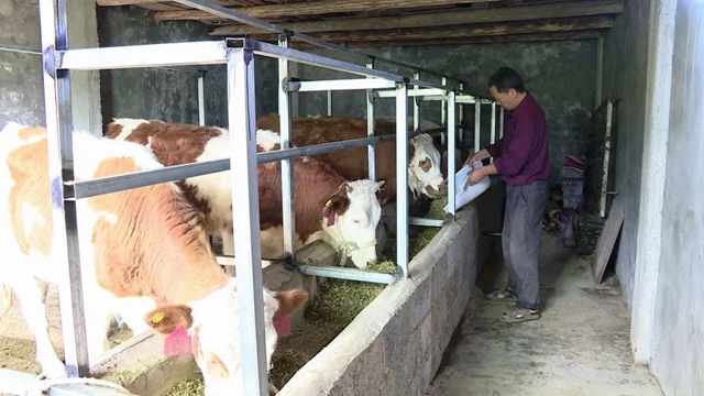 值得推广!宜宾有家“母牛银行”,1户农民可贷5头母牛!(图4) 值得推广!宜宾有家“母牛银行”,1户农民可贷5头母牛!(图4)