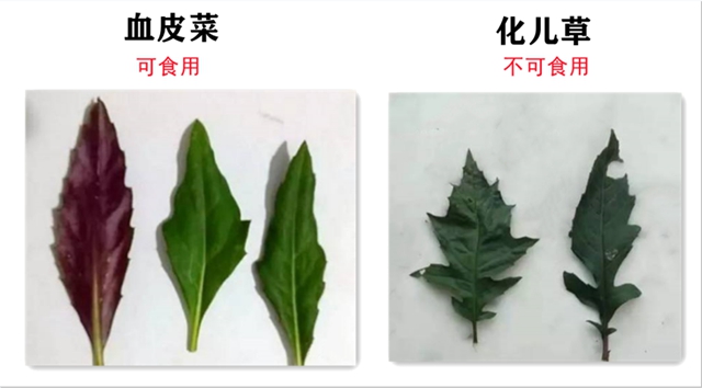 一盘“血皮菜”炒猪肝毒倒了一家人，原因竟然是因为这些……(图3)