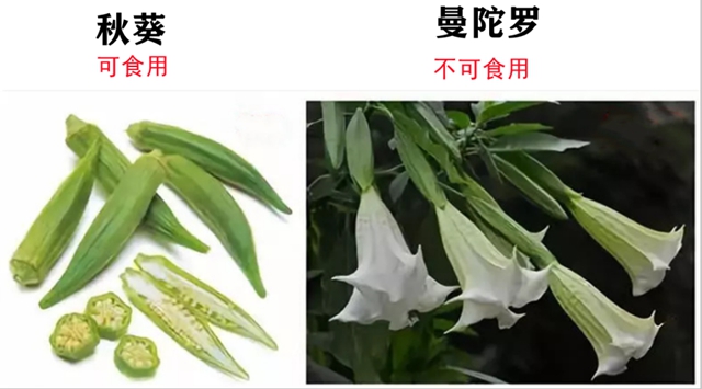 一盘“血皮菜”炒猪肝毒倒了一家人，原因竟然是因为这些……(图9)