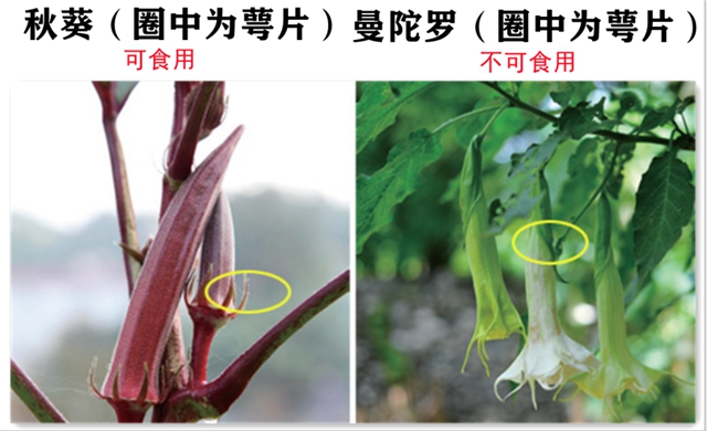 一盘“血皮菜”炒猪肝毒倒了一家人，原因竟然是因为这些……(图10)