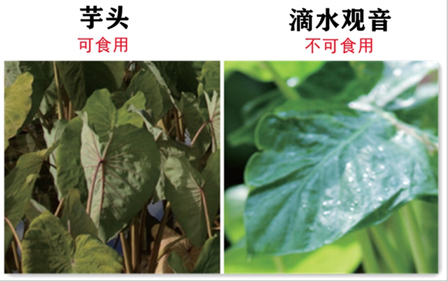 一盘“血皮菜”炒猪肝毒倒了一家人，原因竟然是因为这些……(图5)