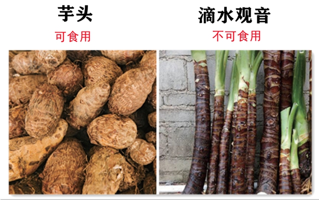 一盘“血皮菜”炒猪肝毒倒了一家人，原因竟然是因为这些……(图6)