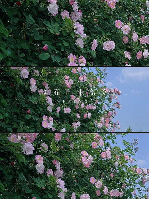 人间醉美四月天丨泸州蔷薇花墙等你打卡！(图1)