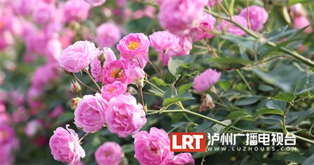 人间醉美四月天丨泸州蔷薇花墙等你打卡！(图2)