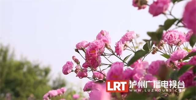 人间醉美四月天丨泸州蔷薇花墙等你打卡！(图6)
