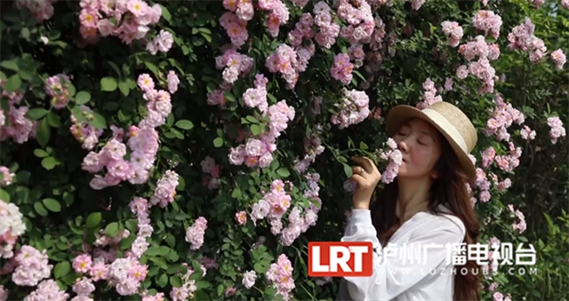 人间醉美四月天丨泸州蔷薇花墙等你打卡！(图7)