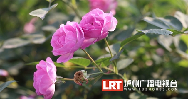 人间醉美四月天丨泸州蔷薇花墙等你打卡！(图8)