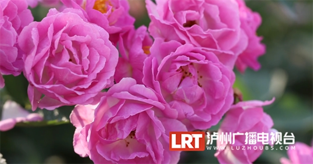 人间醉美四月天丨泸州蔷薇花墙等你打卡！(图9)