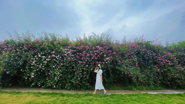 人间醉美四月天丨泸州蔷薇花墙等你打卡！(图10)