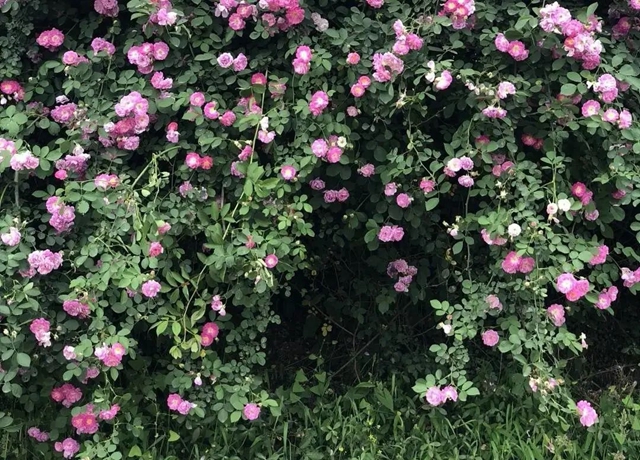 人间醉美四月天丨泸州蔷薇花墙等你打卡！(图13)