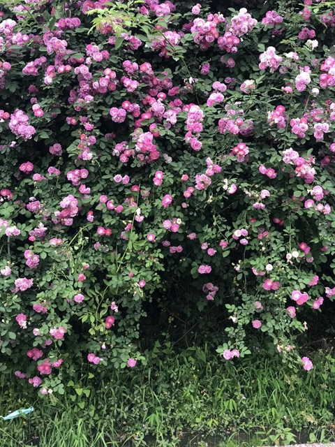 人间醉美四月天丨泸州蔷薇花墙等你打卡！(图15)