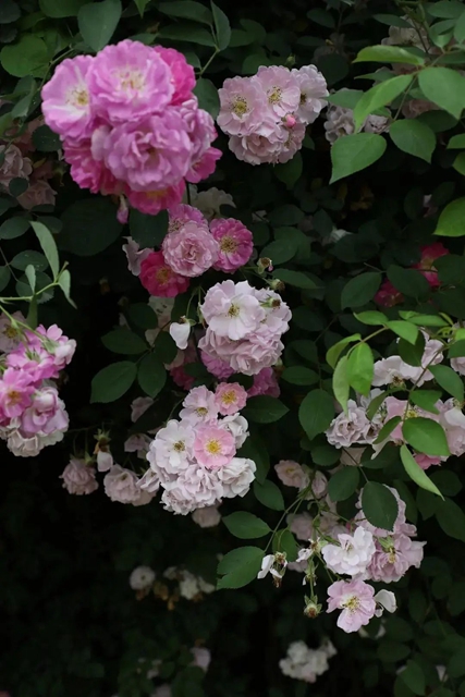 人间醉美四月天丨泸州蔷薇花墙等你打卡！(图14)