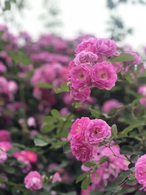 人间醉美四月天丨泸州蔷薇花墙等你打卡！(图16)