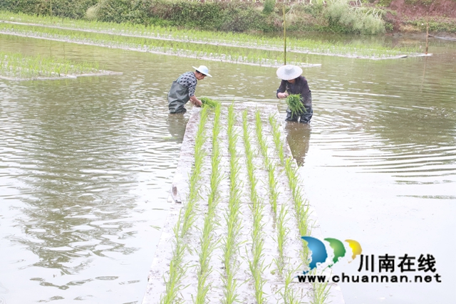泸县云龙镇 :浮床种植“水上稻”,生态治理出新招(图2) 泸县云龙镇 :浮床种植“水上稻”,生态治理出新招(图2)