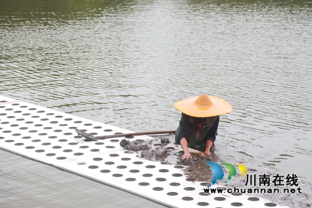 泸县云龙镇 :浮床种植“水上稻”,生态治理出新招(图4) 泸县云龙镇 :浮床种植“水上稻”,生态治理出新招(图4)