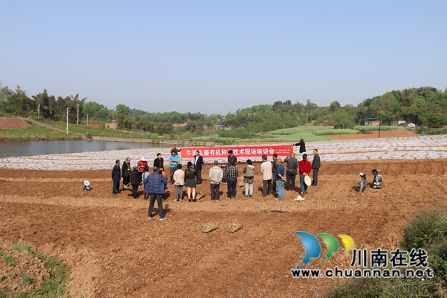 泸县牛滩镇：乡贤“双助”为姜农增收支招(图1)