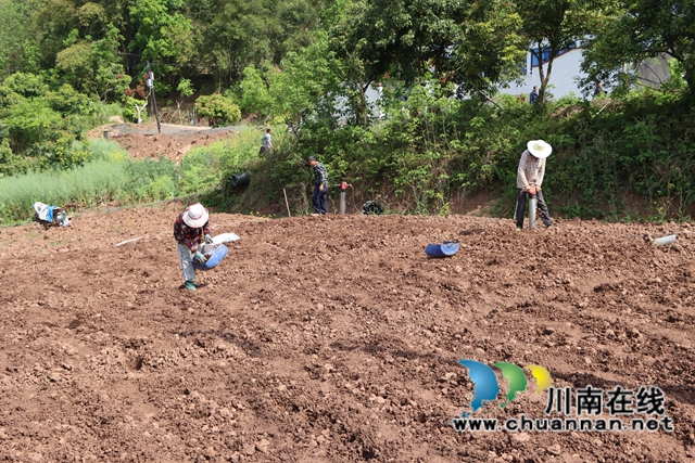 泸县牛滩镇：乡贤“双助”为姜农增收支招(图2)