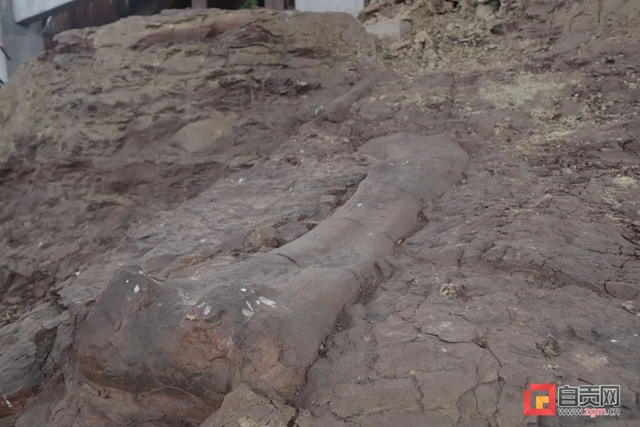 惊喜！自贡新发现恐龙化石14处，有望与大山铺相媲美(图3)