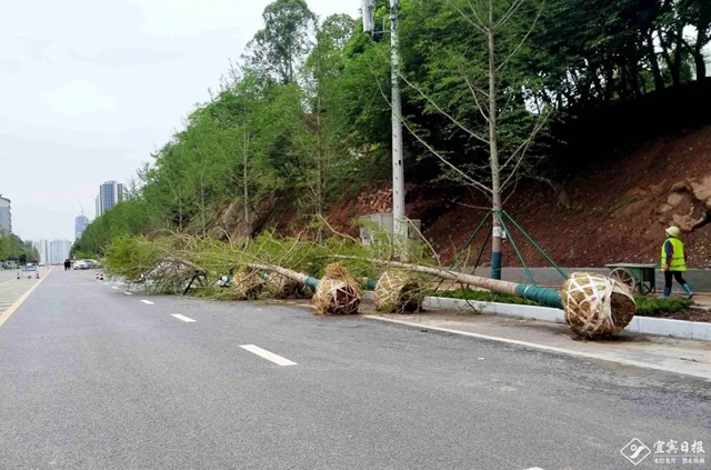 跨江大桥即将合龙、主干道拓宽…宜宾交通建设如火如荼！(图8)