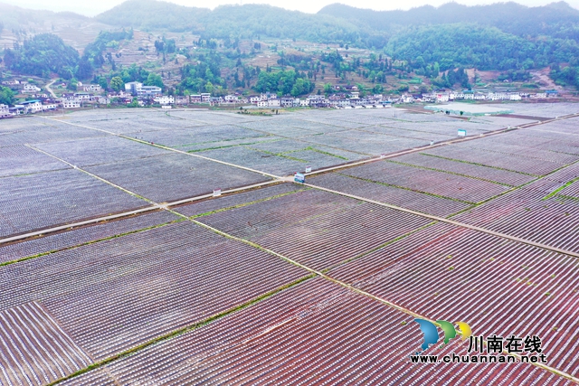 古蔺大寨苗族乡：返乡“网红”带你看苗乡“蝶变”(图6)