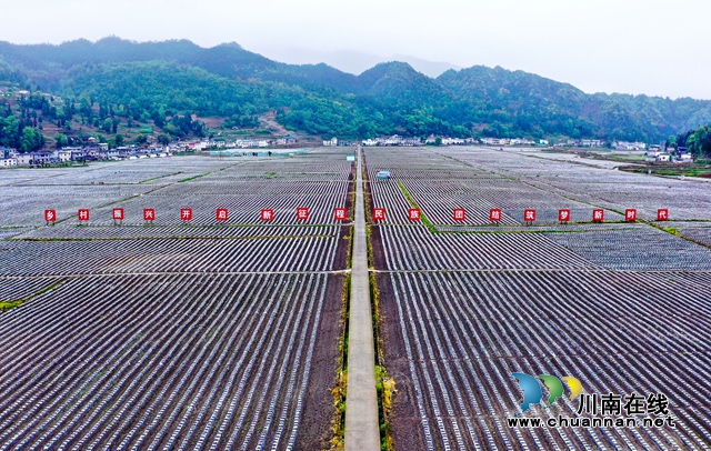 古蔺大寨苗族乡：返乡“网红”带你看苗乡“蝶变”(图5)