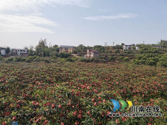 4月23日，泸县海潮镇云上枇杷节邀请你品尝新鲜枇杷！(图2)