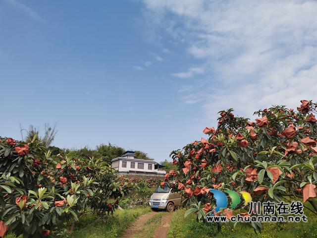 4月23日，泸县海潮镇云上枇杷节邀请你品尝新鲜枇杷！(图1)