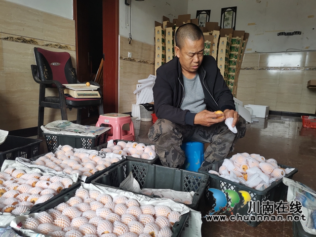 4月23日，泸县海潮镇云上枇杷节邀请你品尝新鲜枇杷！(图3)